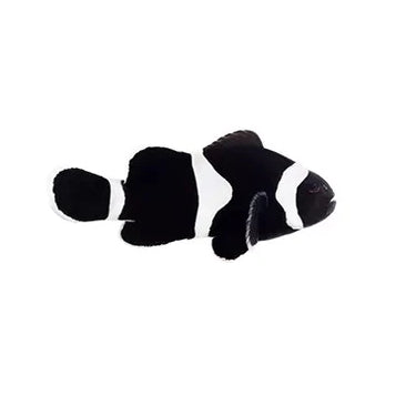 Black Ocellaris Clownfish - Captive Bred - Small - 1